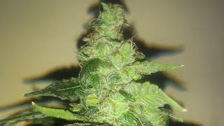 Sour Stomper (uno) by Mephisto Genetics at Week 11