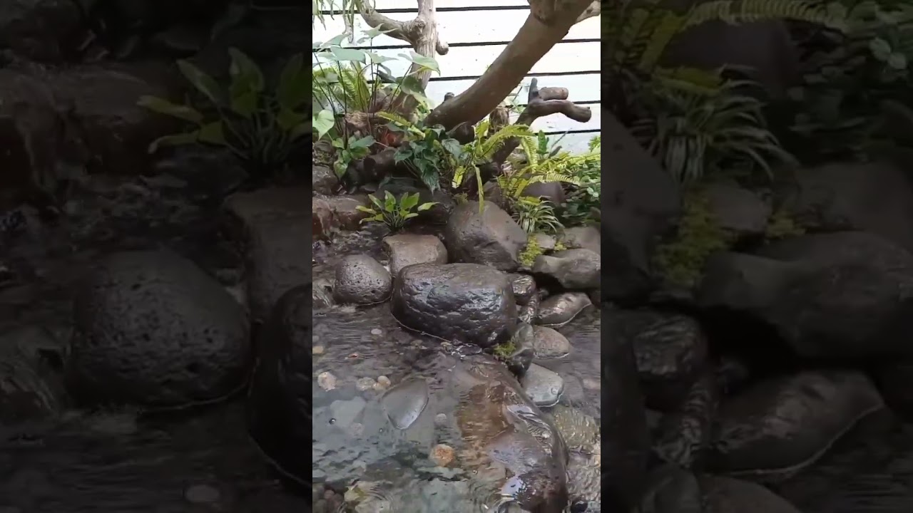 kolam batu kali hias