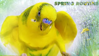 Budgie Spring Routine - Can Budgies Eat A Dandelion? Budgie Spring Routine - Can Budgies Eat A Dandelion?