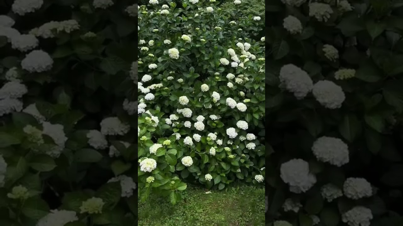 🌳✨📍Murou Art Forest, Nara 🇯🇵 