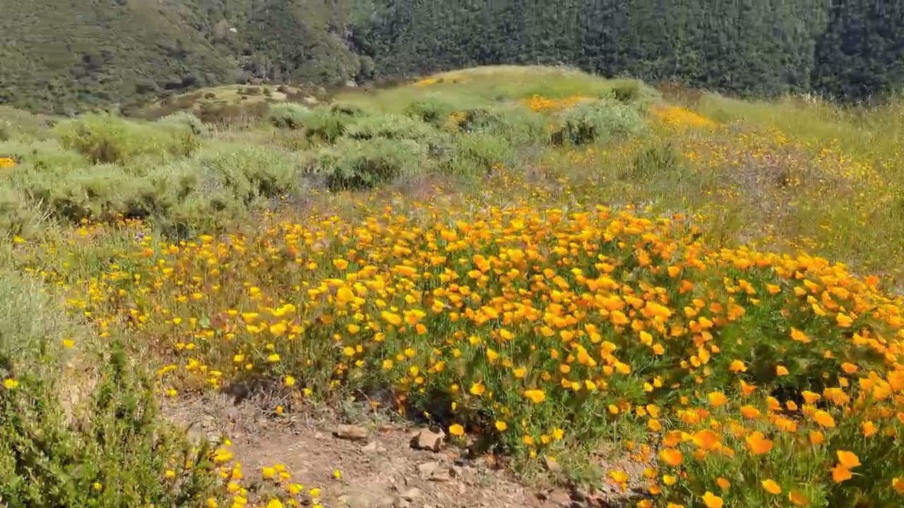 Beautiful superbloom in Silverado, CA!