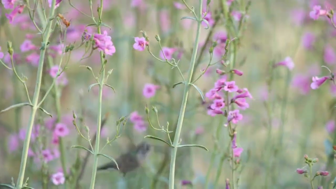 Królowa malinowa 💃🕺🕺💃