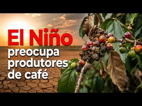 El Niño preocupa produtores de café no Sudeste brasileiro, analisa Desirée Brandt