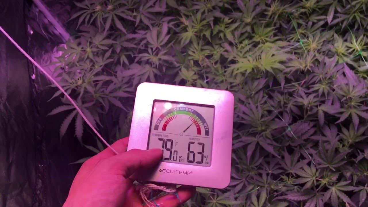 It’s day 38! 2nd trellis net and lowered the light.