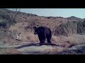 Animals roam around chiricahua mountains in southern arizona