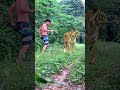 #tiger #lionhunters #wildlife #nature #animals #animal #forest #preytrestv #viral