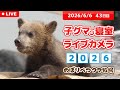 6月6日 子グマの寝室ライブカメラ のぼりべつクマ牧場