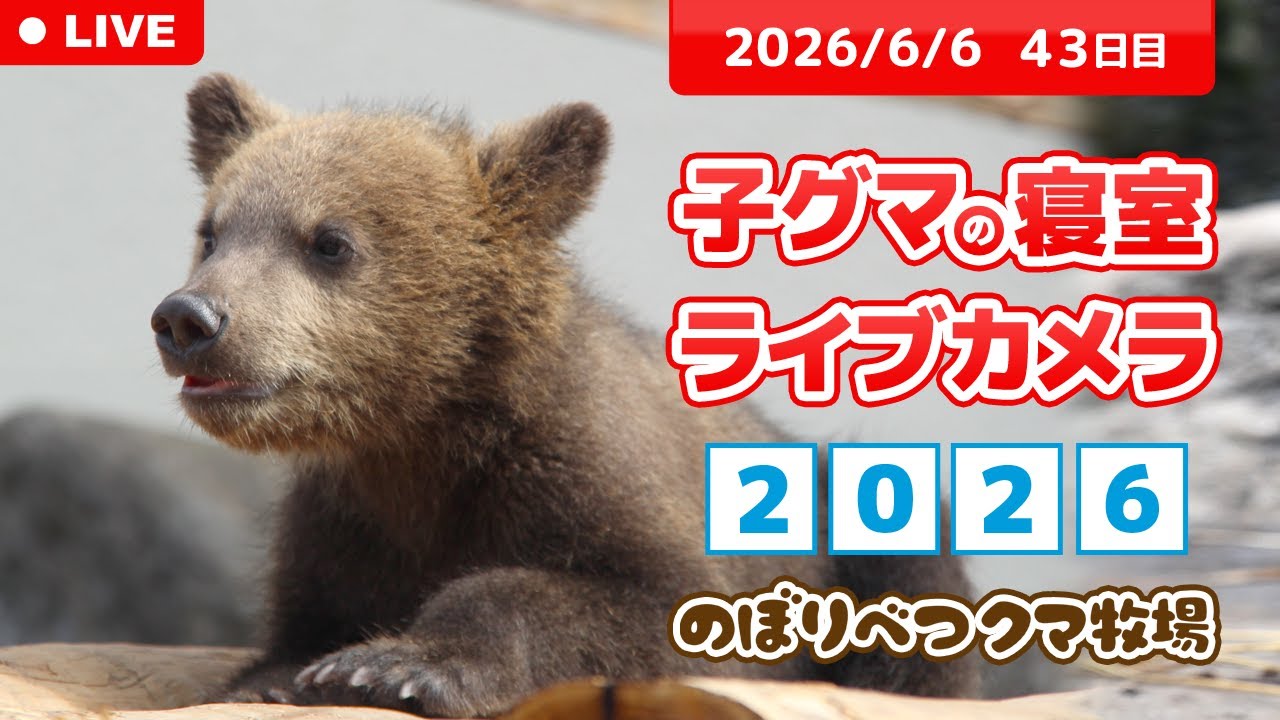 6月6日 子グマの寝室ライブカメラ のぼりべつクマ牧場 - YouTube