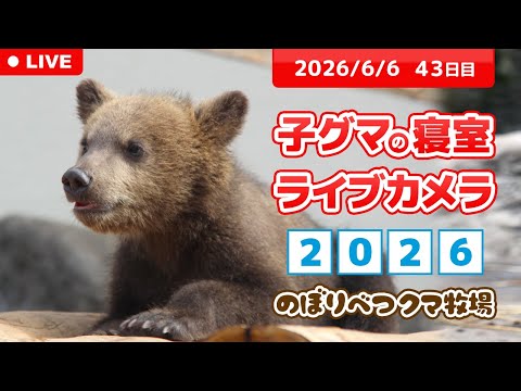 6月6日 子グマの寝室ライブカメラ のぼりべつクマ牧場 - YouTube
