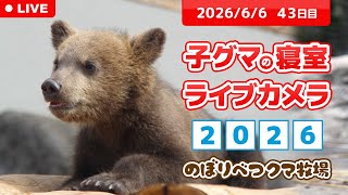 6月6日 子グマの寝室ライブカメラ のぼりべつクマ牧場 - YouTube
