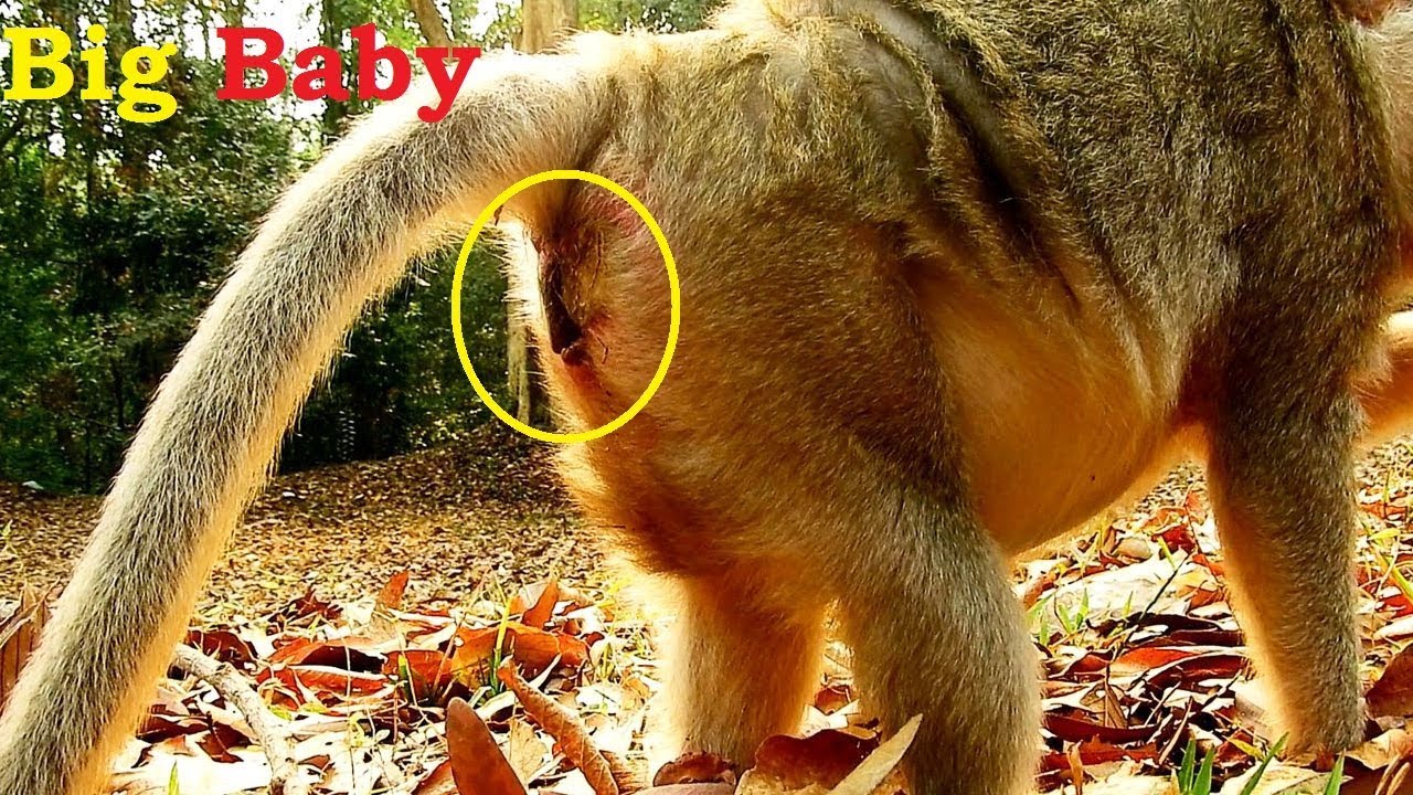 foundry Big Pregnant Of June monkey/She Feels In Good condition