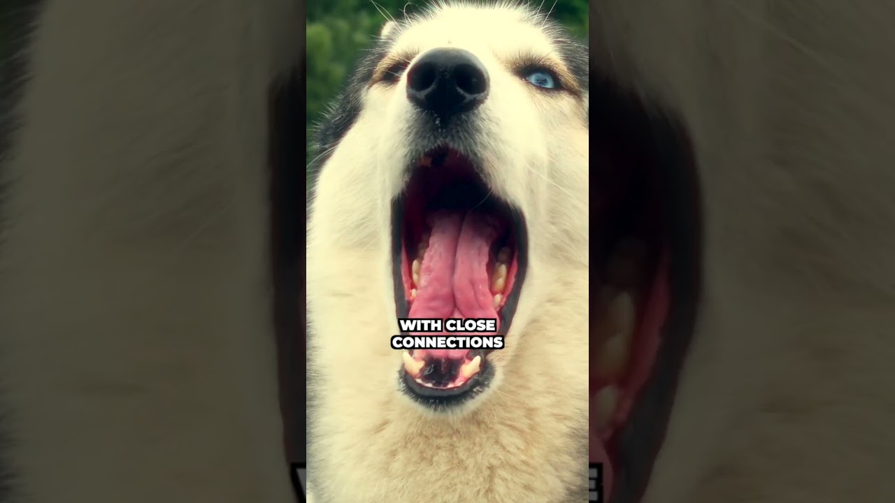 The Strange Phenomenon of Contagious Yawning Explained 🤔🥱