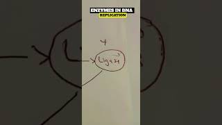 ENZYMES RESPONSIBLE IN DNA REPLICATIONS