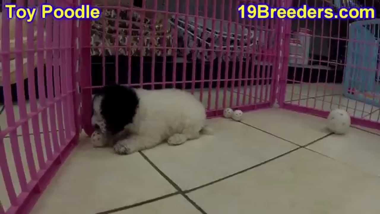 Toy Poodle, Puppies, For, Sale, In, Boise City, Idaho, ID, Rexburg