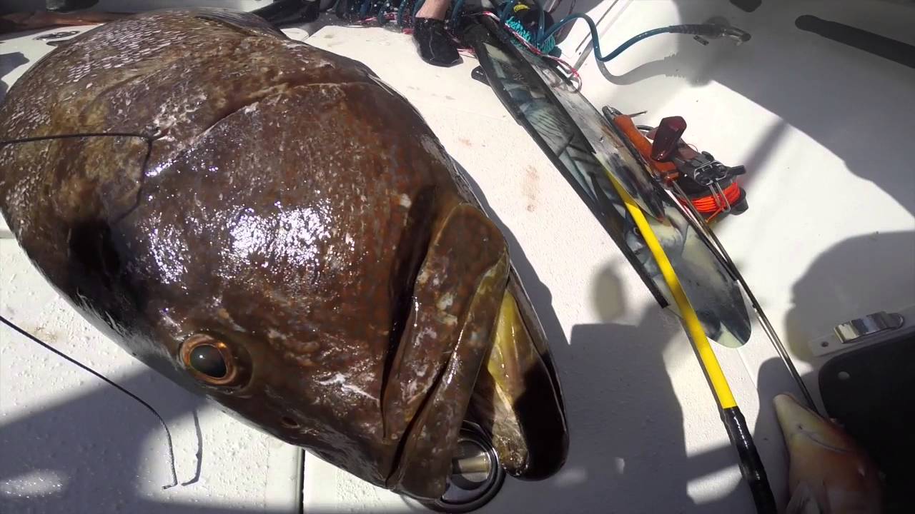 Spearfishing Spearing A HUGE Grouper in the Bahamas! YouTube