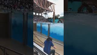 We Picked The Wrong Seats At The Orca Show Soaked By A Killer Whale