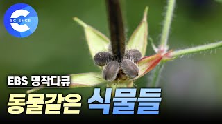 혼자서도 잘해요 스스로 씨앗을 퍼트리는 식물들 | 투석기처럼 씨앗을 날려보내는  '이질풀'