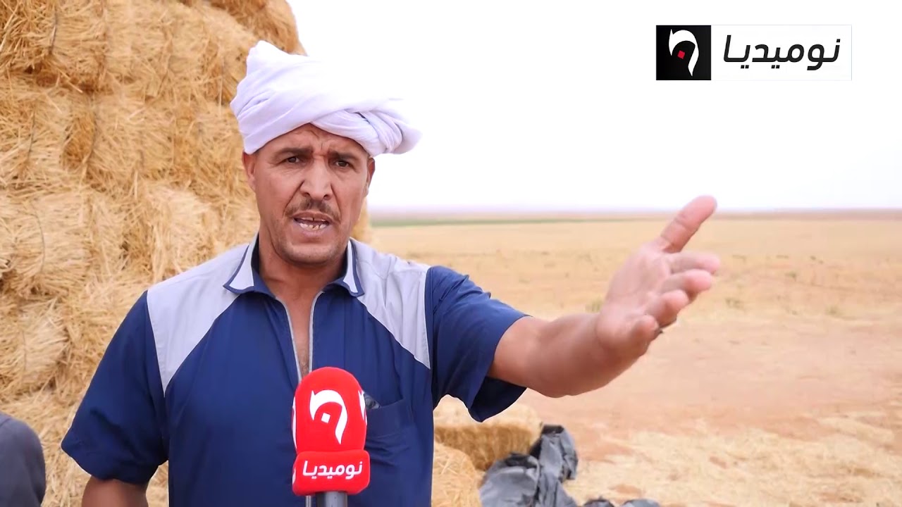 إنتاج وفير من القمح والخضراوات بسيدي سعيد بالأغواط