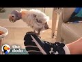 Guy Who Didn’t Like Birds Is Best Friends With One Now | The Dodo Soulmates