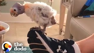 Guy Who Didnt Like Birds Is Best Friends With One Now The Dodo Soulmates