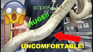 Celebrity HUGE OVULATION!! Ball Python Breeding Cycle! Profile