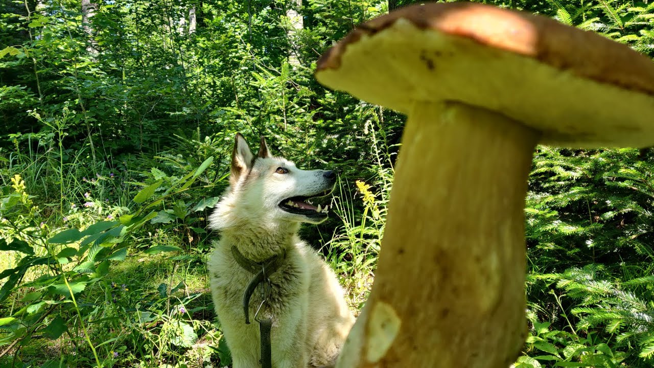 БІЛІ ГРИБИ ВЕЛЕТНІ. Недоторканий грибний ліс. 31 липня