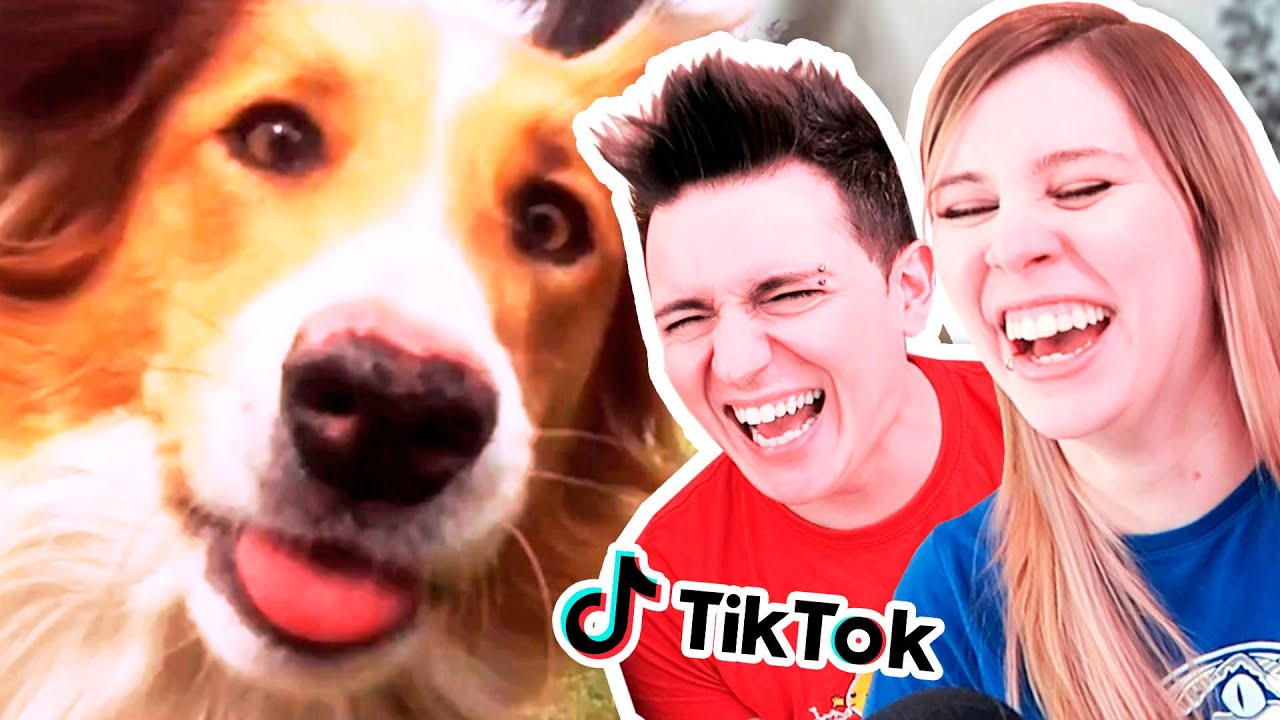 Los vídeos MÁS DIVERTIDOS de ANIMALES 😹 en TIK TOK!