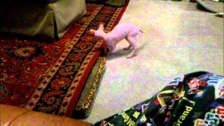 Sphynx Kitten Spaz
