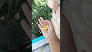 The Largest Dragonfly I Have Ever Found Of Itskishortssurvivalbushcraftcdaning 