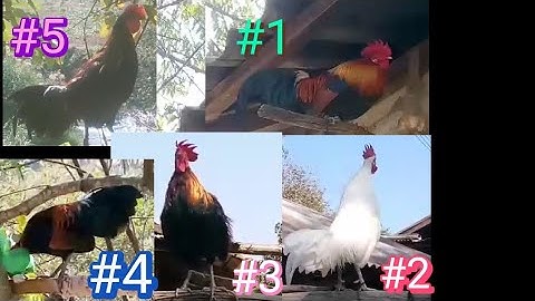 saib tus npawg ob peb tug qaib no seb nej pua nyiam nyiam tus twg nug tau nawb