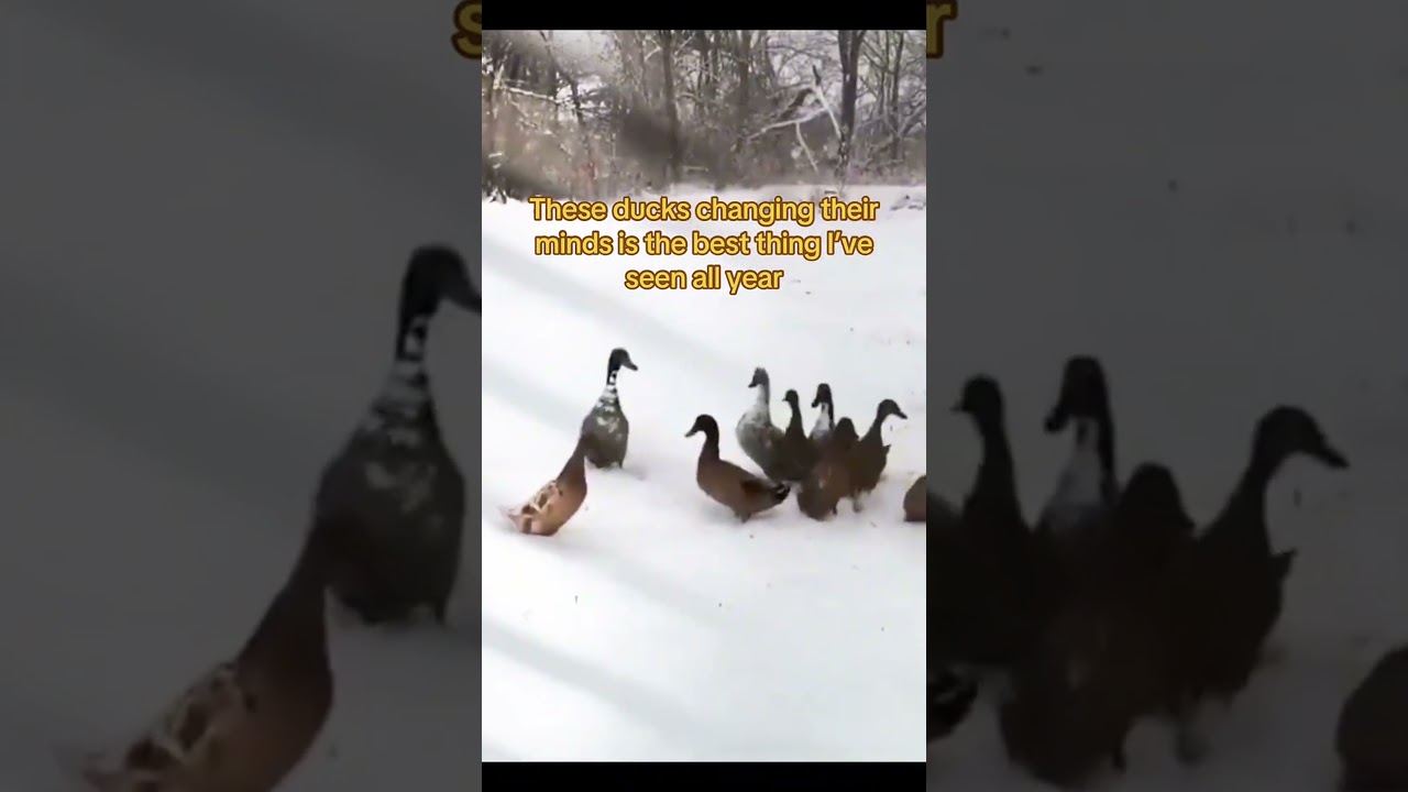 Ducks changing their minds: pure joy! 
