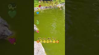TORTUGOU'S #perritos #perros #perro #mascotas#animals#shortsfeed#turtle#lobo#lovedogs#viral#dúo#dog