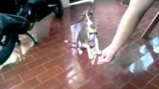 video 2011 07 25 15 49 32 mpeg4 001
