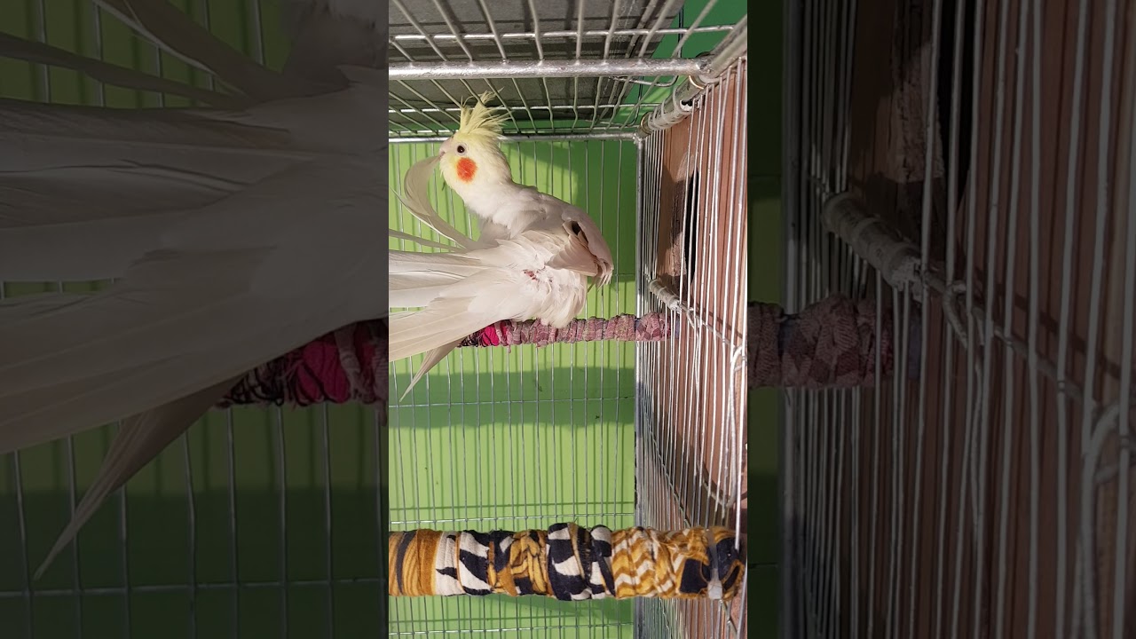 How to clean feathers? I will teach you (Cockatiel bird cleaning his feather) l Naturean...