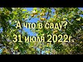 А что в саду? 31 июля 2022 года/