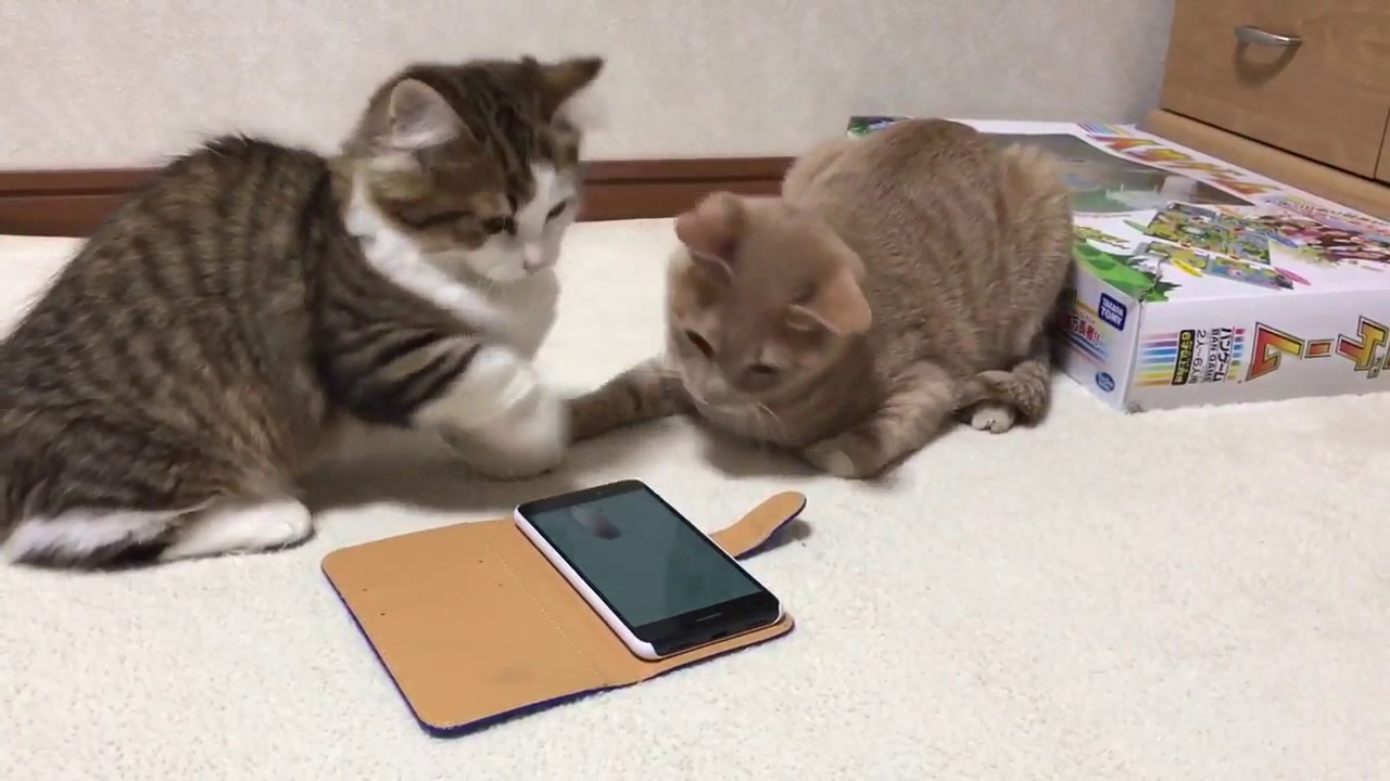 スマホで遊ぶ子猫たち Kitten Playing With Smartphone Youtube