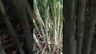 sugarcane .86002/0265