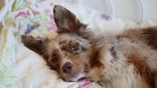 Dog Being Naughty | Pekka the Australian Shepherd