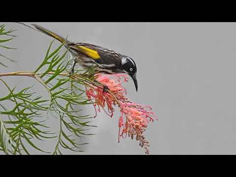 Ptáci se vyvinuli, aby prospívali v extrémních dietách s vysokým obsahem cukru – a lidé se mohou poučit