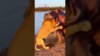 Hippo Charges At Lion In The Wild