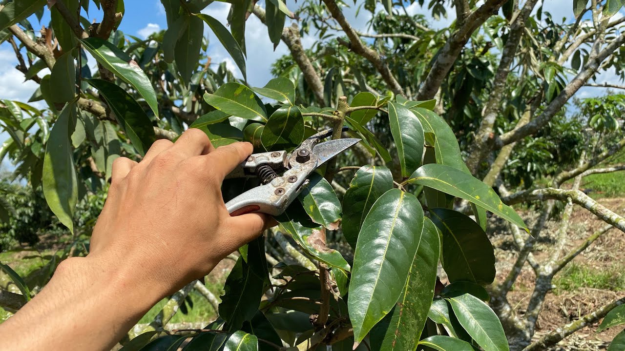 Cắt tỉa tạo tán cho cây vải sau khi thu hoạch.