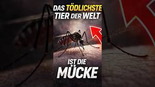 Das Tödlichste Tier Der Welt In Deutschland?