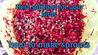 softfood kasa banain | best soft food for birds | soft food benefits | birds breeding tips | screenshot 1