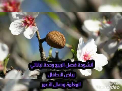 أنشودة غصن اللوز وصال الأعمر