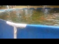 tilapias en piscinas normales