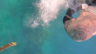 Famous Tiger Shark Sneaks Up on Divers Wealth
