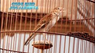 kicau Burung Mongolian lark isian komplit cocok buat masteran Murai batu anda