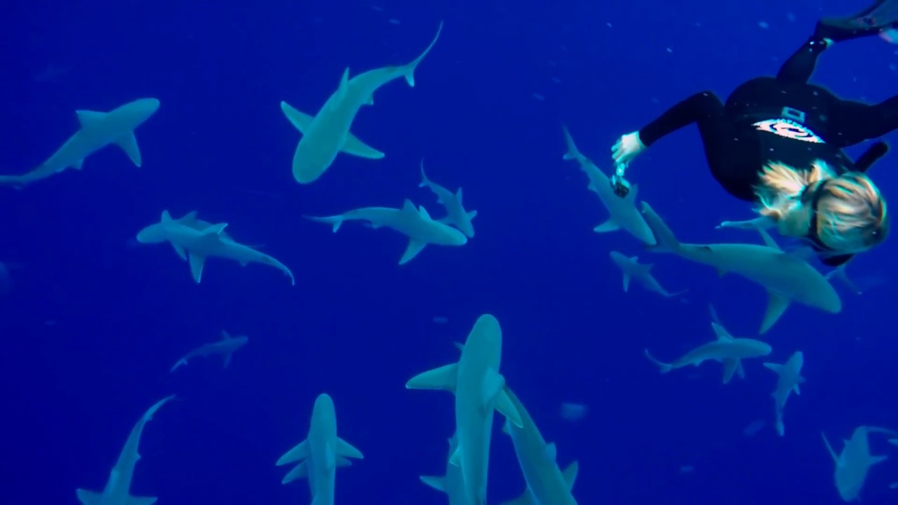 FREEDIVING WITH 50 SHARKS IN HAWAII!! NO CAGE!! YouTube