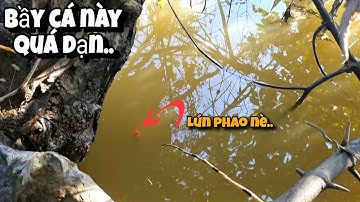 Tập 109 - Câu Cá Rô Đồng Trúng Mấy Ổ Cá Rất Dạn Ngồi Kế Bên Mà Nó Vẫn Ăn Giật Đã Tay Thiệt