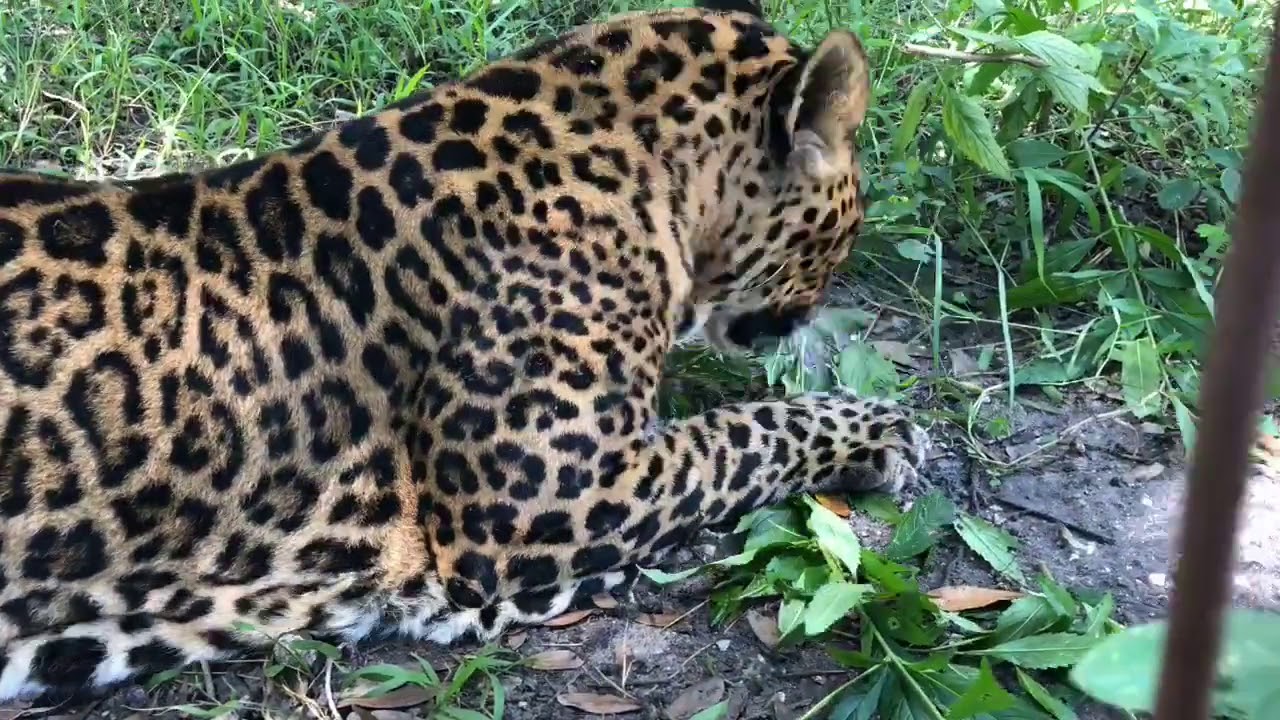 cheetah running speed Leopard Goes on FunCation